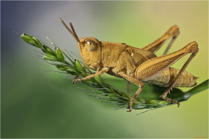 Кузнечик листокрылый