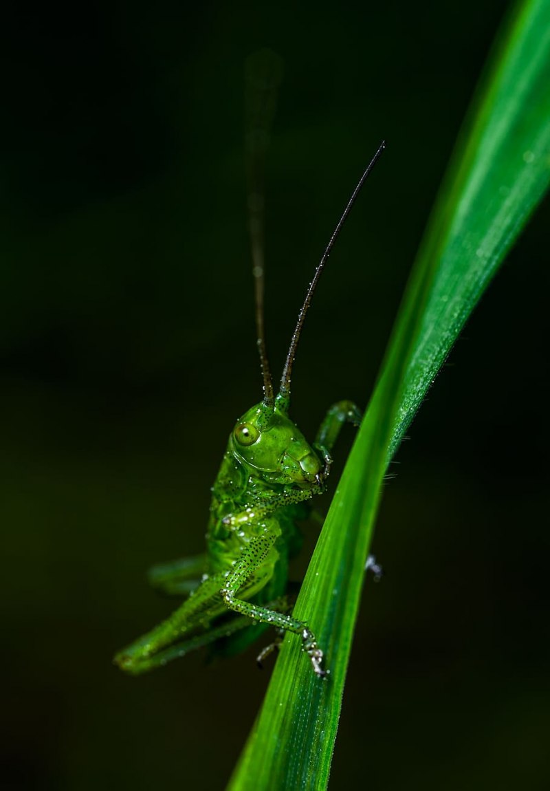 Mantis religiosa оотека