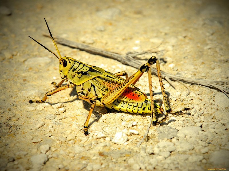Tettigonia viridissima личинка