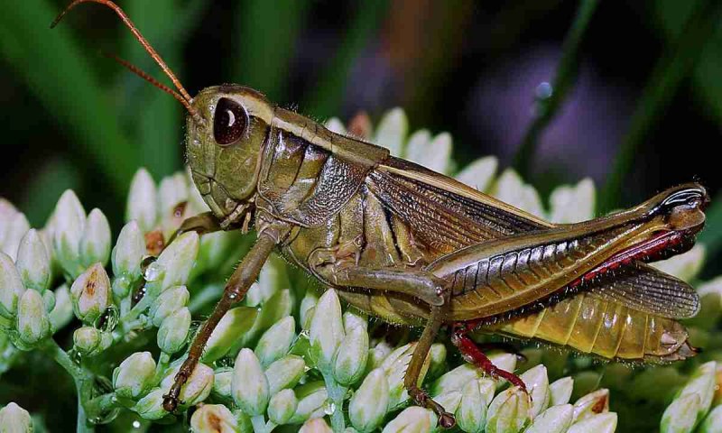 Grasshopper («кузнечик», 1946).
