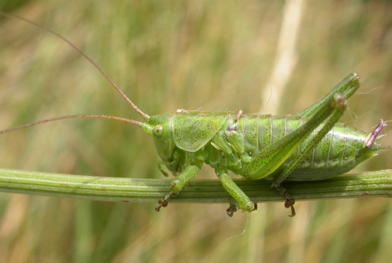 Tettigonia viridissima