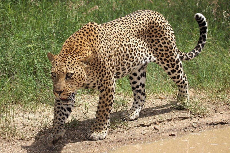 Leopard range