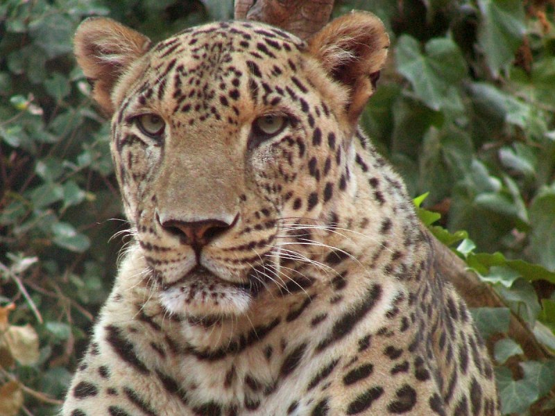 Persian Leopard Predators