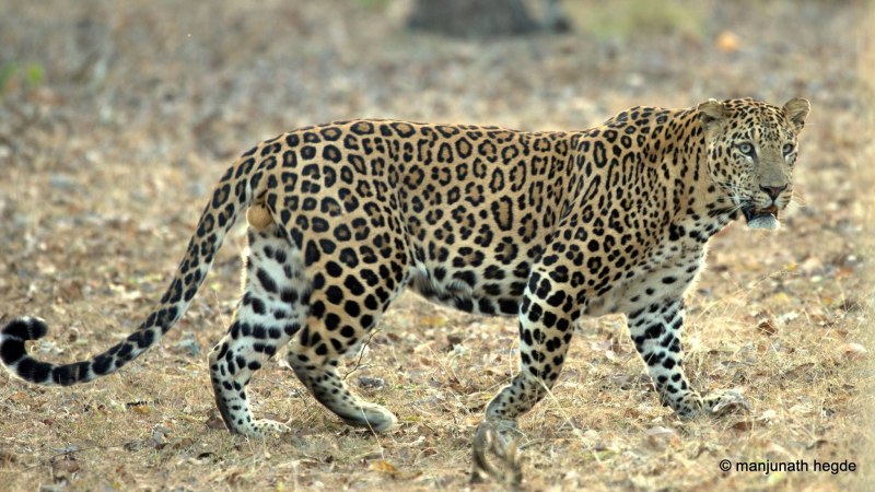 Panthera pardus spelaea