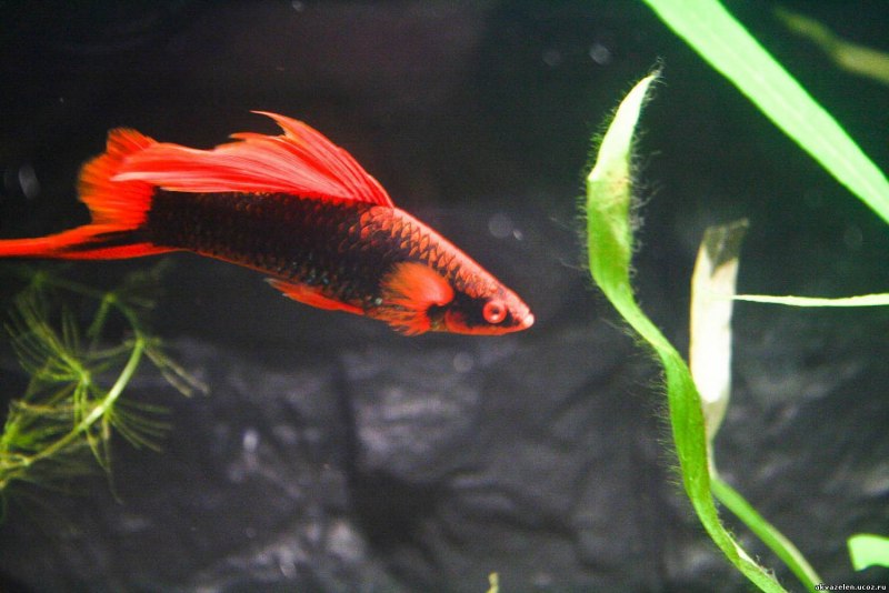 Меченосец Берлинский Xiphophorus helleri