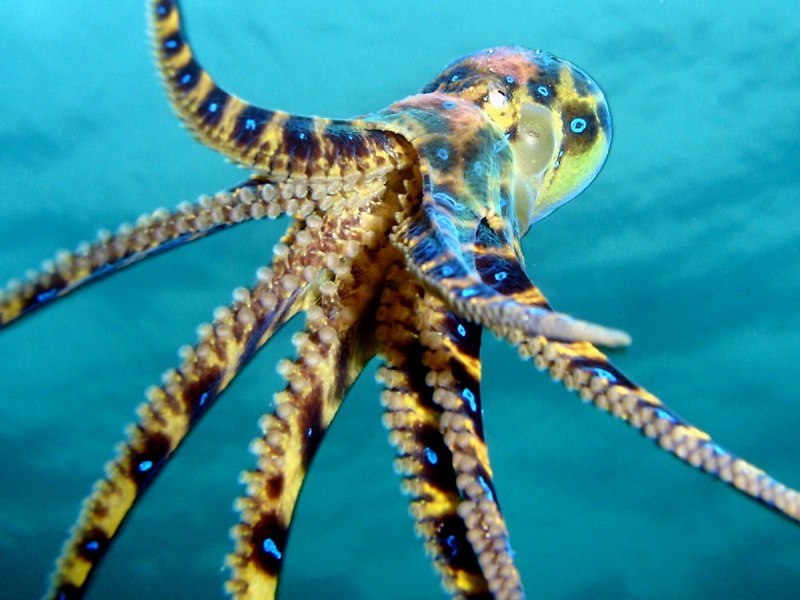 Голубокольчатый осьминог (54 фото)