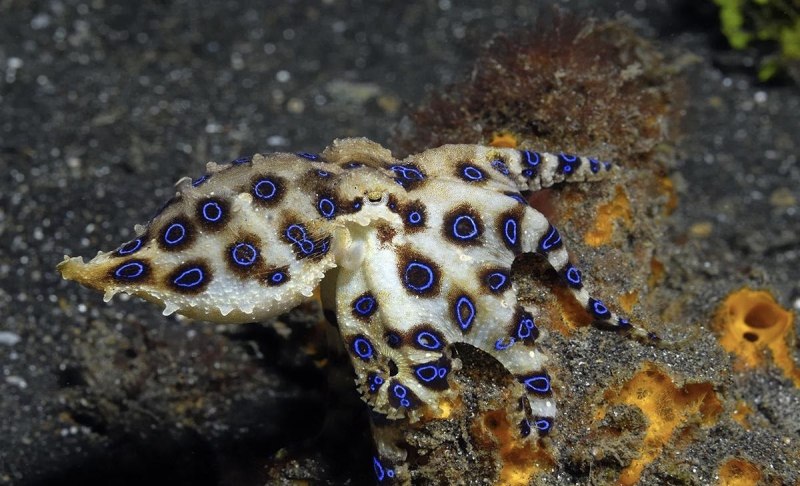 Hapalochlaena lunulata