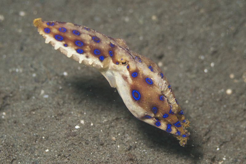 Blue Ringed Octopus купить