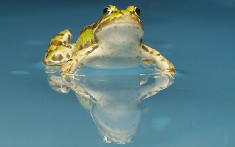 Bullfrog лягушка