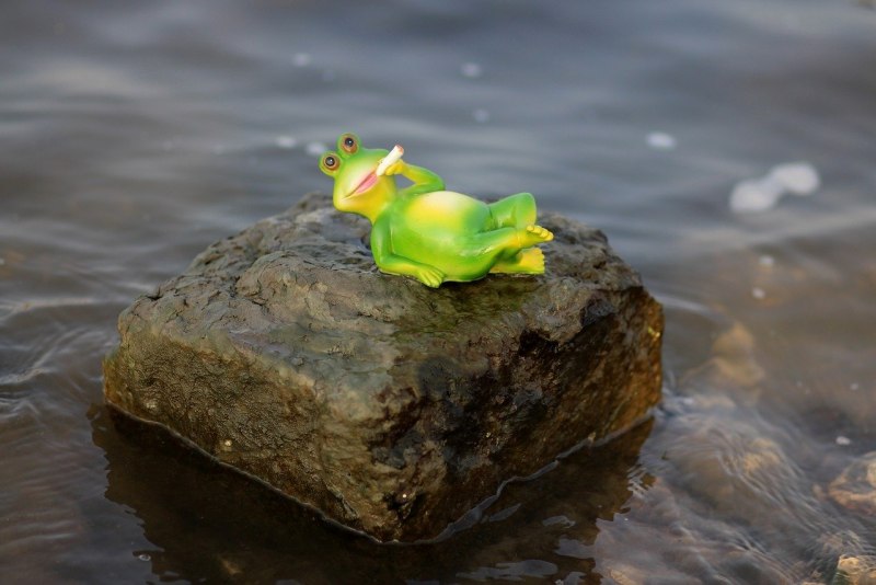 Водоплавающая лягушка