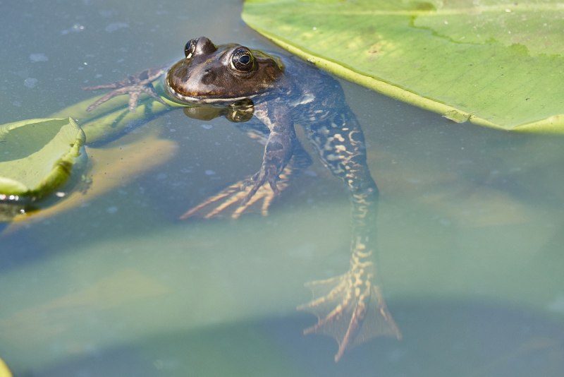 Водоплавающая лягушка