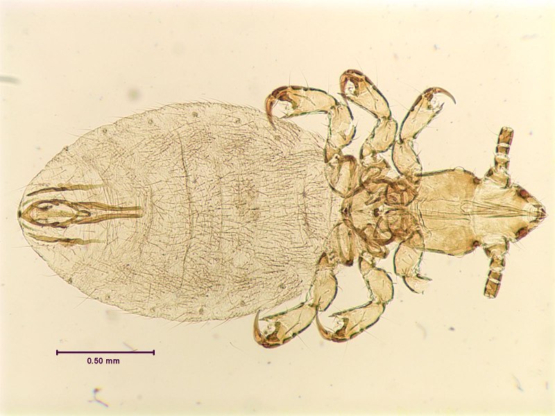 Вши Linognathus vituli ovillus