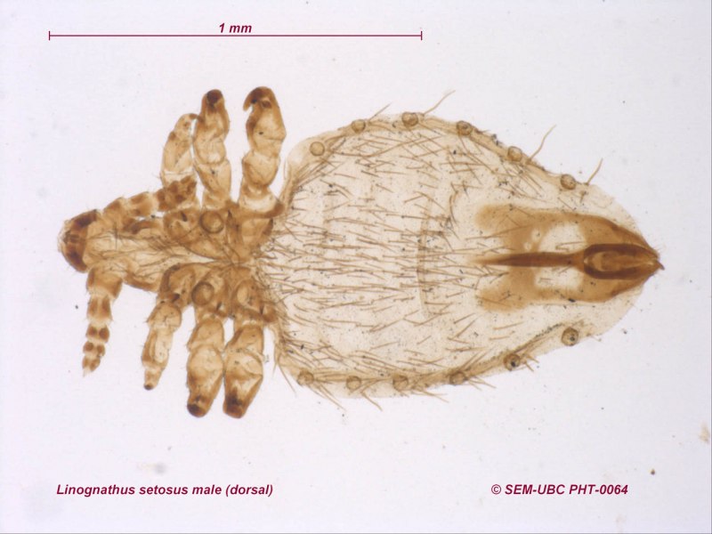 Linognathus setosus