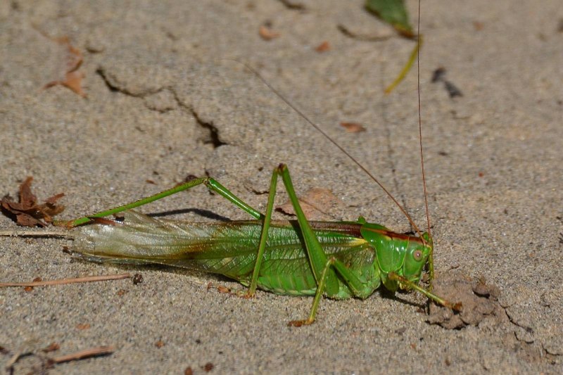 Cricket and Grasshopper insect