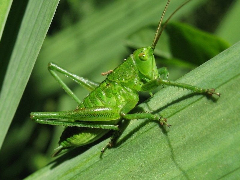 Кузнечик амбликорифа