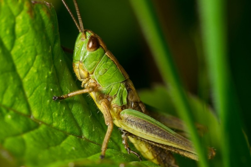Кузнечик Tettigonia viridissima