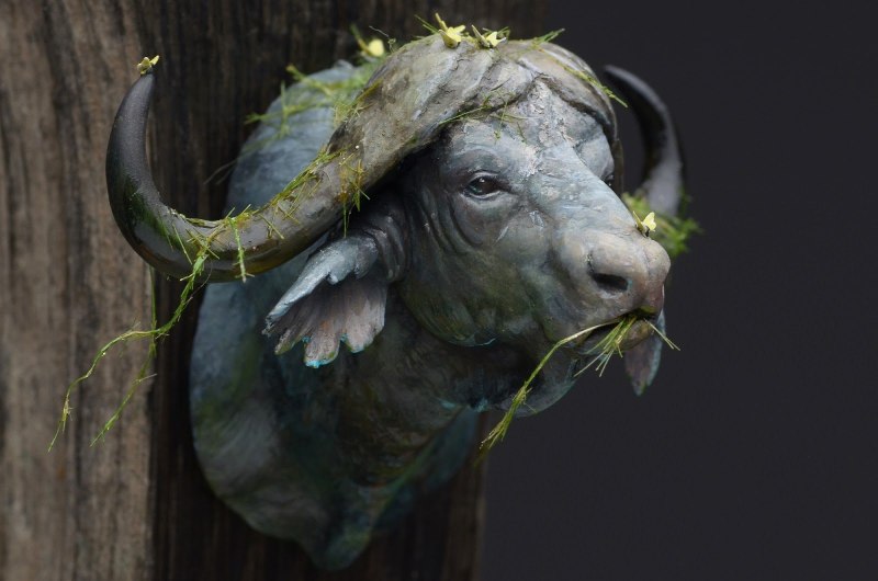  Bubalus bubalis