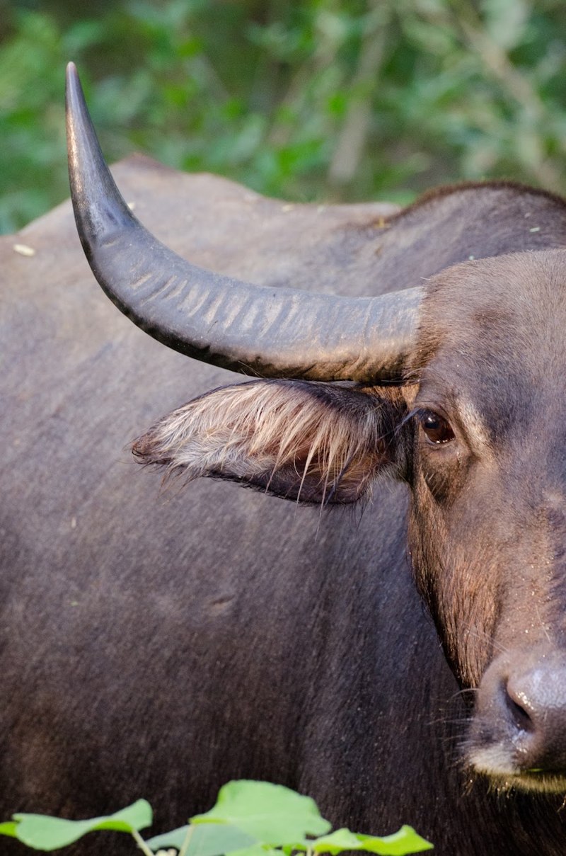 Buffalo Buffalo Buffalo Buffalo Buffalo Buffalo