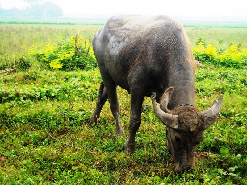 Буйвол Bubalus murrensis