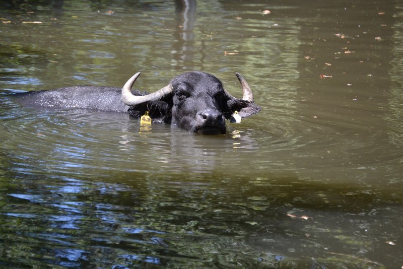 Азиатский водяной буйвол