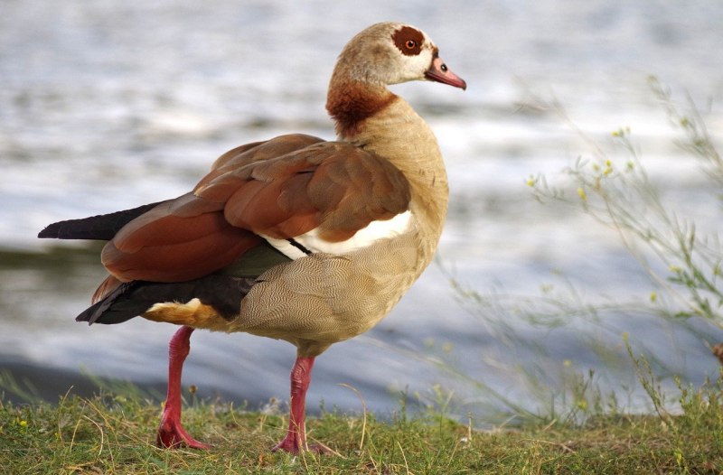 Wild Goose Новороссийск