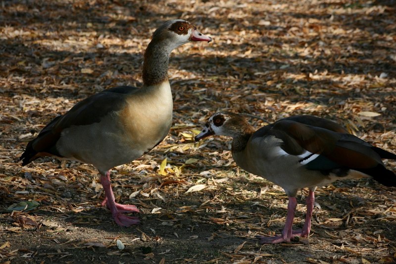 Egyptian Goose