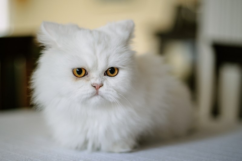 Персидская кошка