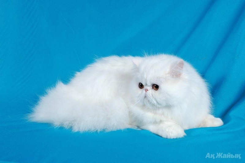Персидская кошка белая