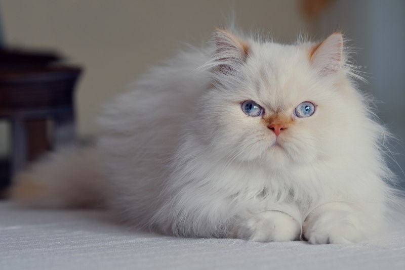 Персидская шиншилла экзот