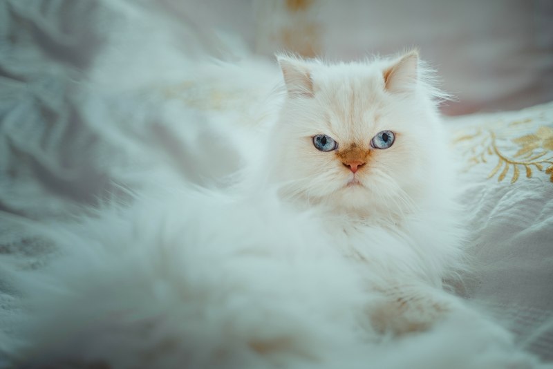 Персидская длинношерстная кошка