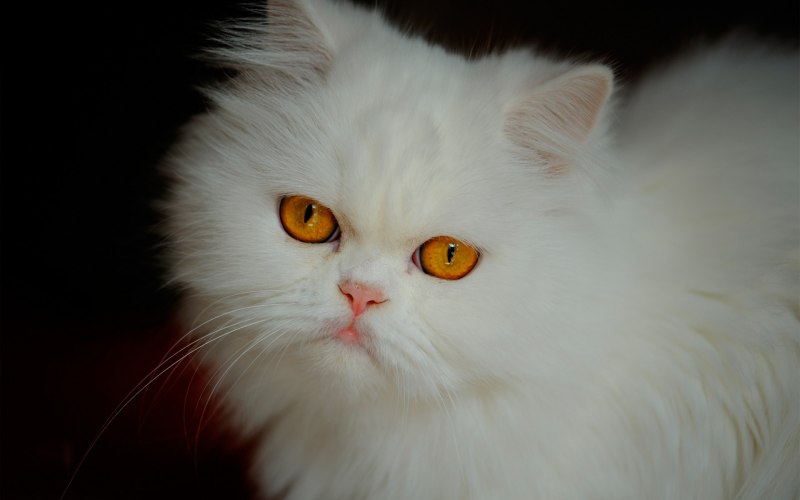 Персидская кошка белая