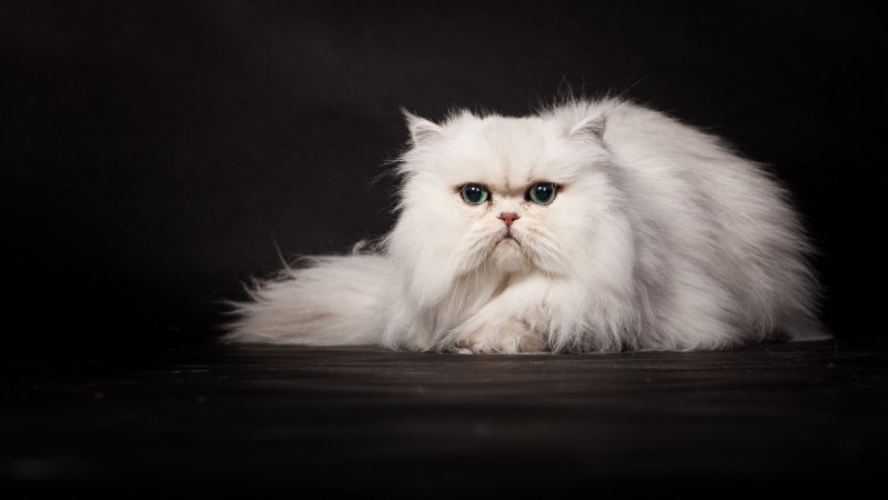 Персидская ангора кошка