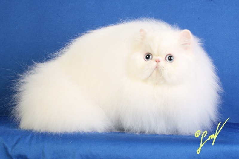 Персидская серебристая шиншилла