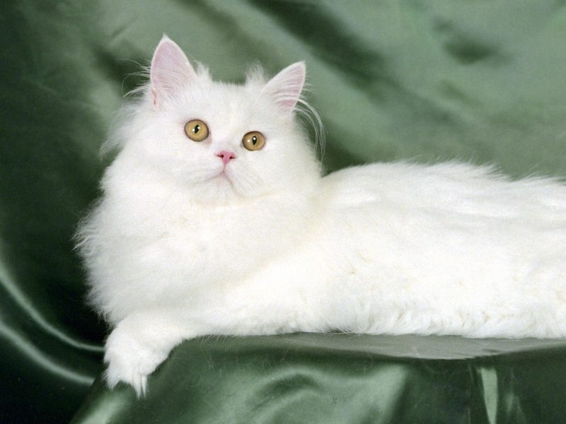 Персидская кошка