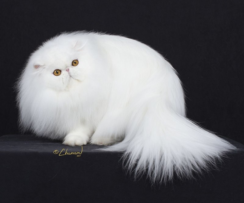 Персидская кошка