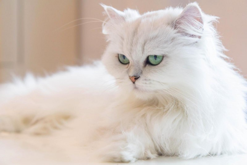 Гималайская кошка белая