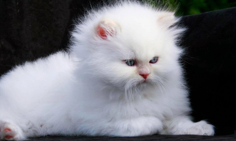 Персидская кошка альбинос
