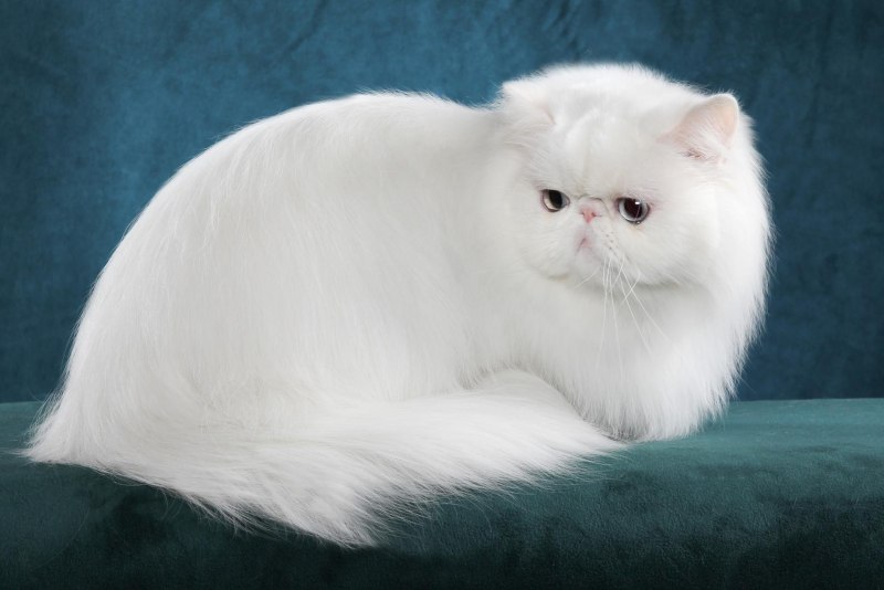 Злой белый кот