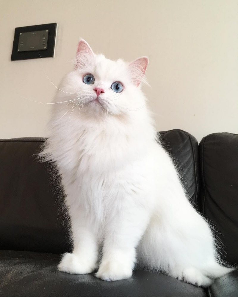 Персидская кошка белая