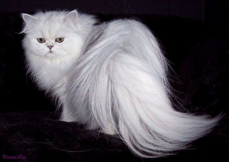 Сибирская кошка белая