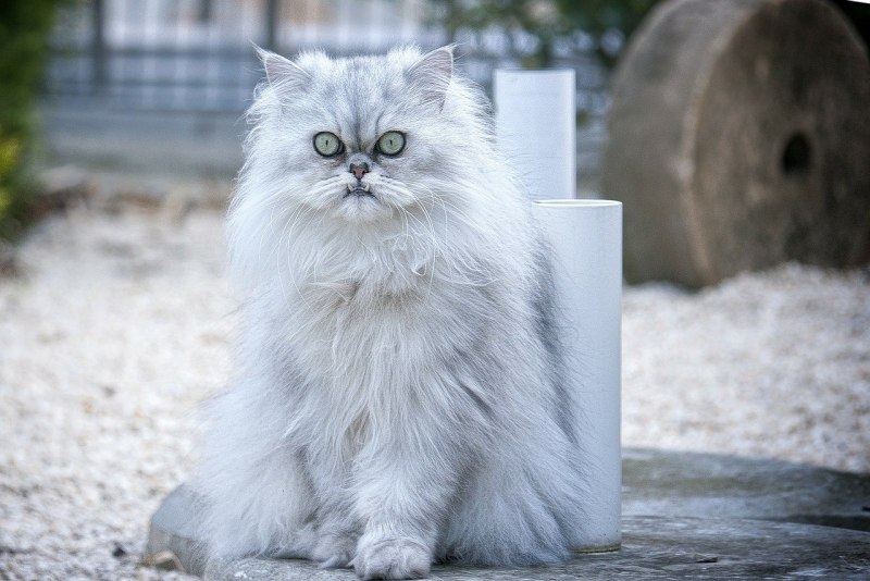 Белый персидский кот