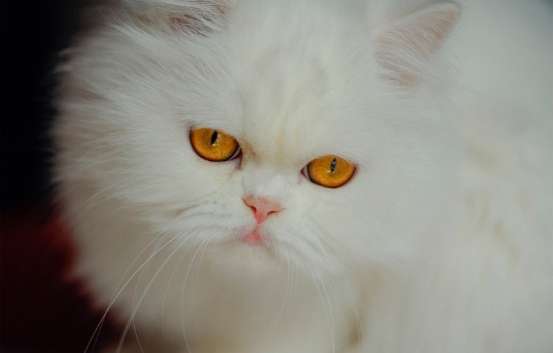Персидская шиншилла