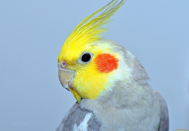 Желтый лютино корелла