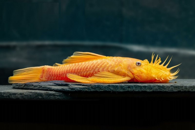 Картинки про Pleco