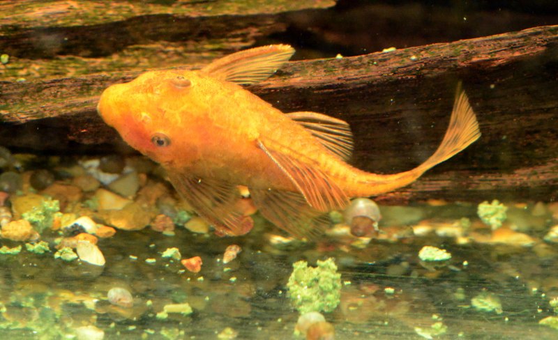 Анциструс красный Ancistrus SP. "Super Red"