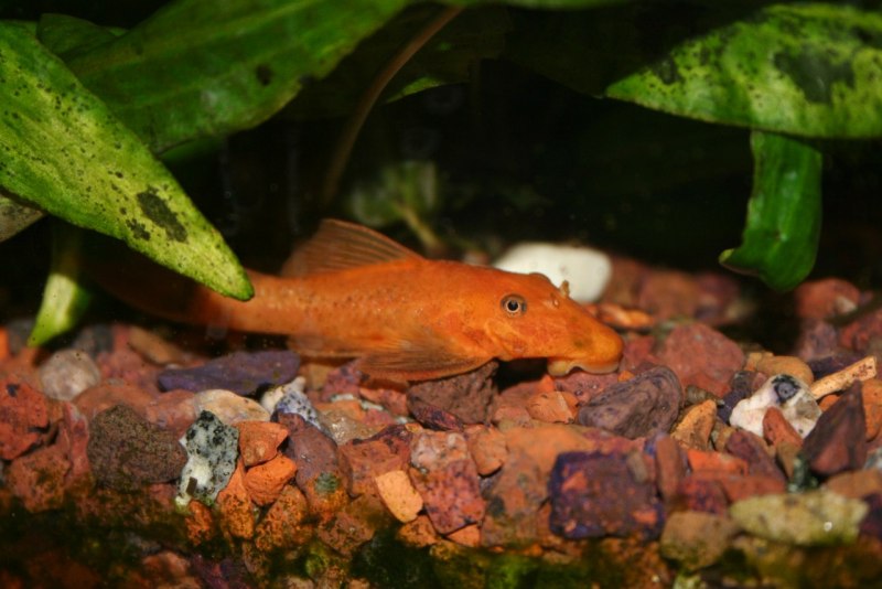 Сом анциструс красный (Ancistrus SP. Super Red) XL