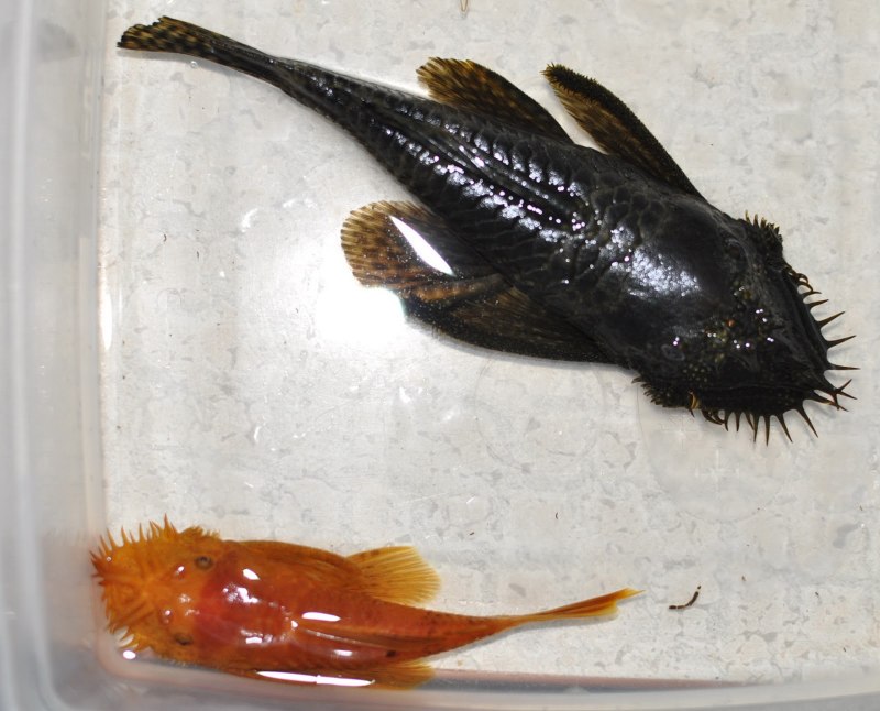 L-240 (Leporacanthicus CF. Galaxias)