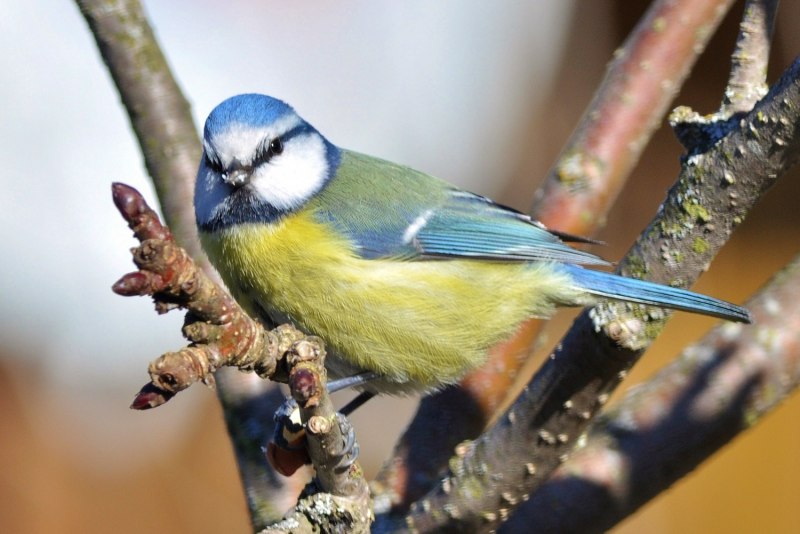 Обыкновенная лазоревка (cyanistes caeruleus)
