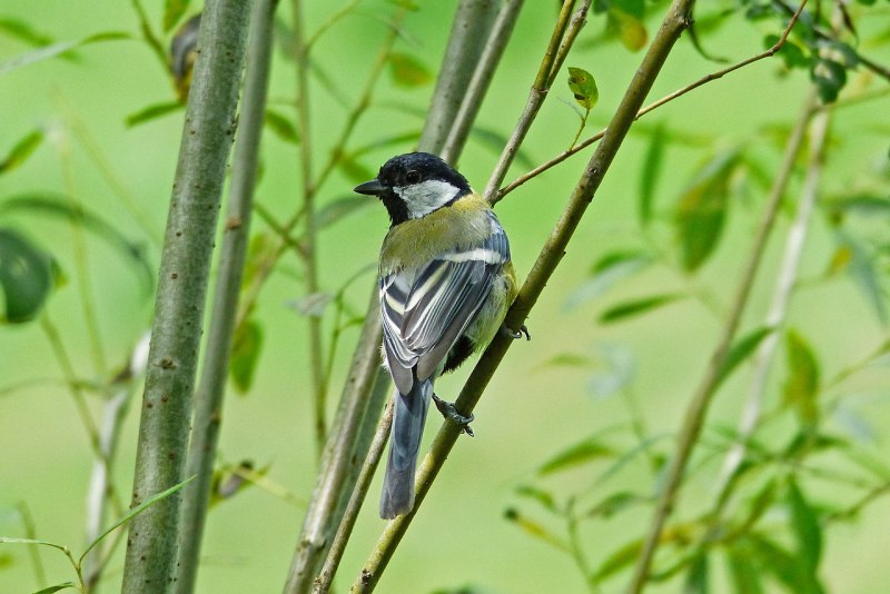 Большая синица – Parus Major l.