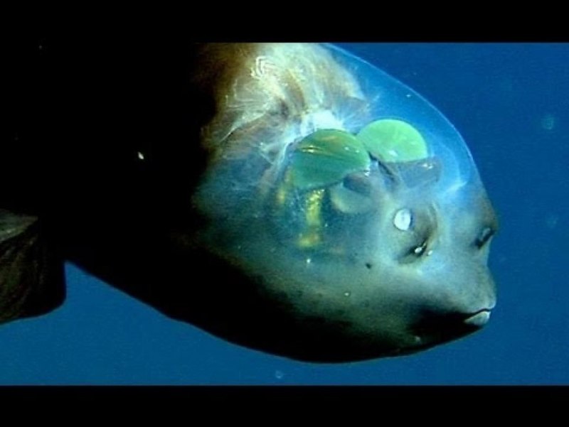 Barreleye Fish рыба
